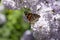 Butterfly Vanessa cardui on lilac flowers. Pollination blooming lilacs