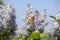 Butterfly Vanessa cardui on lilac flowers. Pollination blooming lilacs