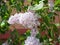 Butterfly Vanessa cardui on lilac flowers. Pollination blooming lilacs. Vanessa cardui