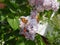 Butterfly Vanessa cardui on lilac flowers. Pollination blooming lilacs. Vanessa cardui