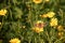 Butterfly Vanessa cardui sitting on a flower of yellow wild chrysanthemum