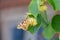 Butterfly Vanessa cardui sitting on a tree, the Linden tree and eats the pollen