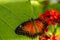 Butterfly Varieties at Botanical Gardens