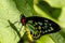 Butterfly Varieties at Botanical Gardens