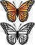 butterfly vector pictures
