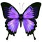 Butterfly. Vector illustration of beautiful pink and purple color