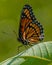 Butterfly, Viceroy, Florida Botanical Gardens