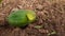 A butterfly video.Yellow butterfly sitting in the the papaya fruits.