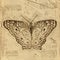 Butterfly in Vintage Steampunk Da Vinci Drawing Style