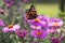 Butterfly on a violet flower,the butterfly sits on the flowers of the fall purple