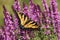 Butterfly on a violet sage flowers