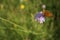 Butterfly on violet wild cornflower in green grass