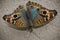 Butterfly with vivid colours standing on a wall â€“ macro shot. Junonia genoveva hilaris. Junonia everate