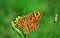 Butterfly wall brown - Lasiommata megera
