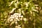 The butterfly and the wasp feed on nectar on a single white flower with many inflorescences. Symbiosis in a forest environment.