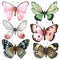 Butterfly watercolor collection isolated on white background , Set of Butterfly Hand drawn painted for Greeting Card ,Wallpaper ,P