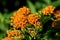 Butterfly Weed