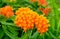 Butterfly Weed (Asclepias tuberosa) Milkweed