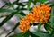 Butterfly Weed, Orange-Yellow flowers, North American native plant