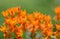 Butterfly Weed upsidedown flowers petals