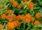 Butterfly Weed â€“ Asclepias tuberosa