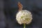 Butterfly on a white allium