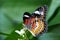 Butterfly on white blossom