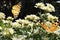 Butterfly on white chrysanthemum