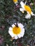 butterfly on white Crysanthemum