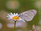 Butterfly on a white daisy in a green field