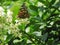 Butterfly on a white flowe. Green foliage ornamental plants.