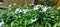 Butterfly on a white mini jasmine flower