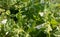 Butterfly Whitefish Hawthorn on raspberry bushes. The invasion of butterflies on gardens