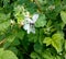 Butterfly Whitefish Hawthorn on raspberry bushes. The invasion of butterflies on gardens