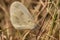 Butterfly Whitefish pea, Latin Leptidea sinapis