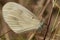 Butterfly Whitefish pea, Latin Leptidea sinapis