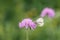 Butterfly on widow flower