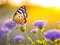 Butterfly on wild flower at sunrise, summer season, wild nature