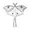 Butterfly or wild Luna moths insects. Mystical symbol or entomological of freedom. Engraved hand drawn vintage sketch