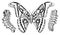 Butterfly or wild moths and caterpillars insects. Mystical symbol or entomological of freedom. Engraved hand drawn