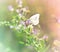 Butterfly on the wildflower