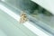 Butterfly on a window glass. Butterfly trapped against the glass of a window