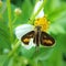 Butterfly wing broken hang on the flower