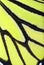 Butterfly wing in neon yellow