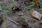 Butterfly Wing in North Toledo Bend State Park in Zwolle Louisiana