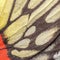 Butterfly wing pattern