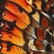 Butterfly Wing Texture Background, Insect Wings Macro Pattern, Butterfly Wing Closeup, Copy Space