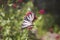 Butterfly wings on  of Alyssum flowers