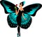 Butterfly woman with turquoise-wings