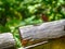 Butterfly on Wooden Rail Northern MN